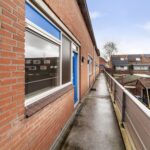 Goudfazant 4 – Foto