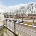 Goudfazant 7 – Foto 3