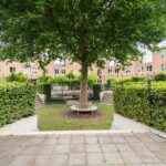 Schijfmos 15 – Foto 35