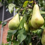 Sterappelpad 3 – Foto 27