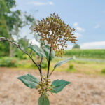 Nijensteinseweg 41 – Foto 9