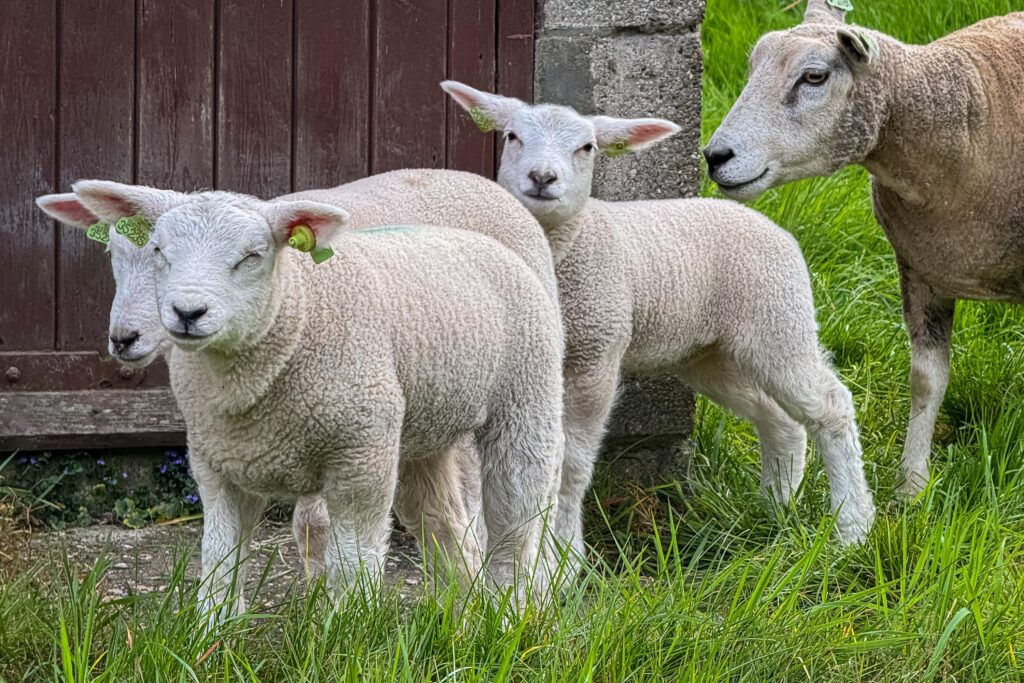 Wagenmaker 5 – Foto 61