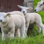 Wagenmaker 5 – Foto 61