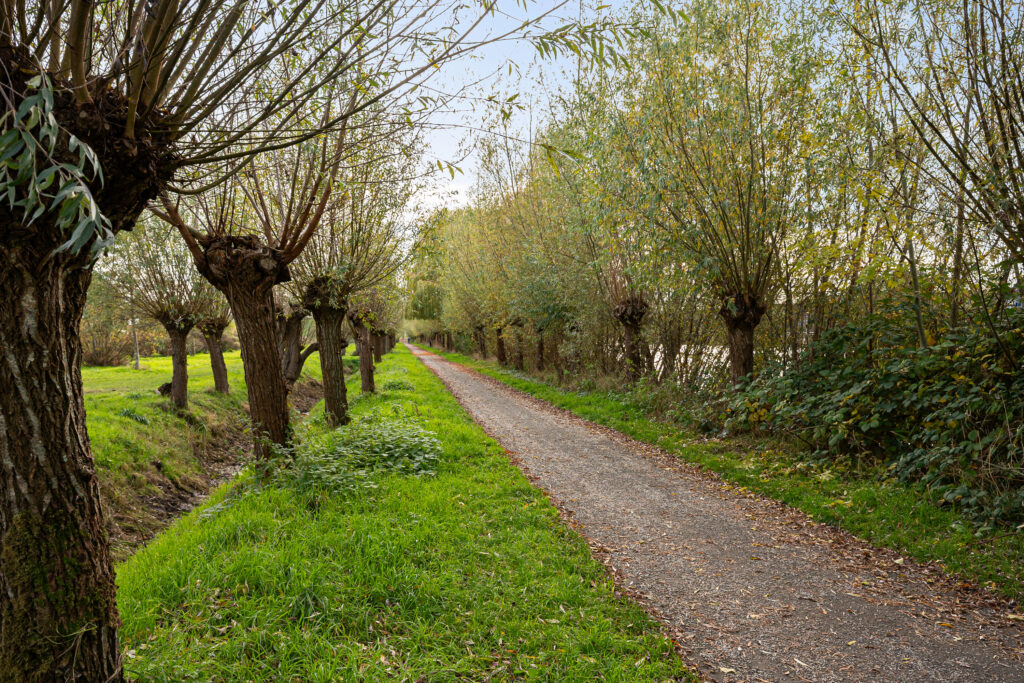 Kruiswortel 2 – Foto 27