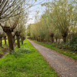 Kruiswortel 2 – Foto 27