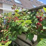 Graaf Dudosingel 3 – Foto 30