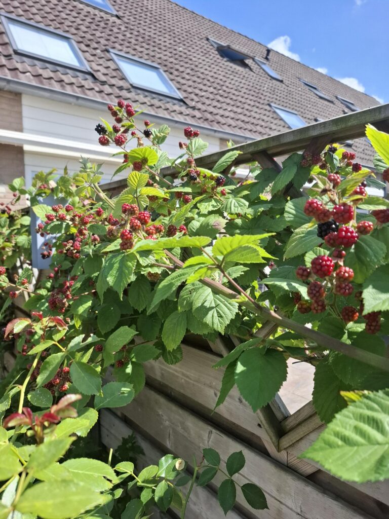 Graaf Dudosingel 3 – Foto 30