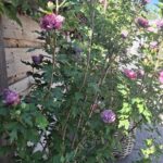 Graaf Dudosingel 3 – Foto 31