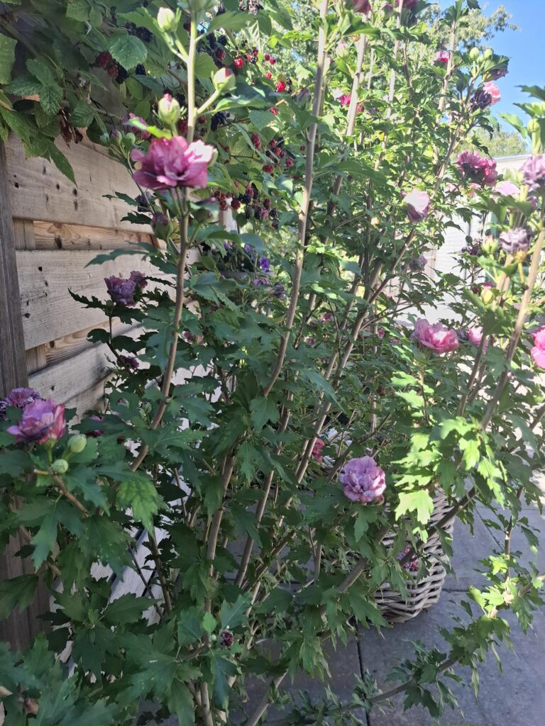 Graaf Dudosingel 3 – Foto 31