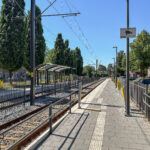 Zilverfazant 2 – Foto 34