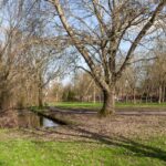 Ringfazant 21 – Foto 11